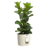 eden 25cm linen white